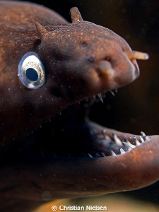 Close-up of whiteeyed moray on the great divesite Palm Ma... by Christian Nielsen 